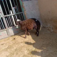 بره نر|حیوانات مزرعه|شیروان (لرستان), |دیوار
