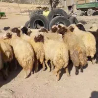 ۲۴عدد میش درجه یک