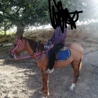 اسب در تجهیزات سوارکاری|اسب و تجهیزات اسبسواری|مشهد, بهمن|دیوار