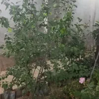 اجاره خانه ویلایی دوخوابه ،خرمدره خیابان مطهری|اجارهٔ خانه و ویلا|خرمدره, |دیوار