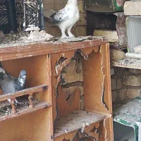 کفتر|پرنده|هرند, |دیوار