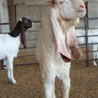 بز نر بز پاکستانی گلابی و بزغاله نر گلابی اصل