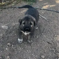 سگ نژاد دار