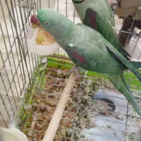 فروش. شاه. طوطی