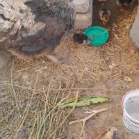 مرغ کرچ شده با ۱۰ تا جوجه