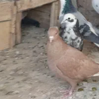 کفتر نر|پرنده|عسگران, |دیوار