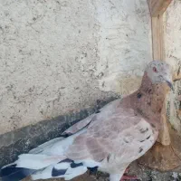 کفترهفت رنگ