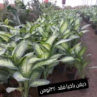 گل گیاه|گل و گیاه طبیعی|قرچک, پویینک|دیوار