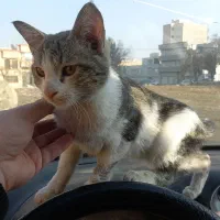 واگذاری رایگان