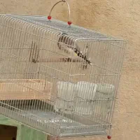 سهره دورگ سرسیاه