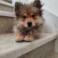 سگ پامر روباهی عروسکی