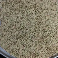 عدس پاک شده خوشمزه خوش پخت بدونه نپزو