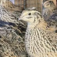 بلدرچین تخمی و گوشتی