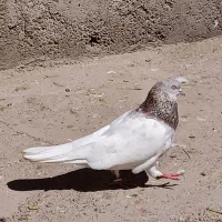 کبوتر کله ابر|پرنده|بم, |دیوار