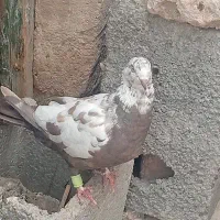 کفتر|پرنده|زاهدان, |دیوار