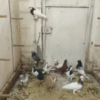 دسته کفتری بهبونی شهری زدو خوردی