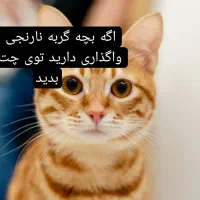 گربه نارنجی