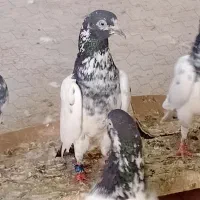 کبوتر