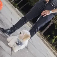 سگ تعلیم دیده مالتیز عروسکی شناسنامه دار سایز ریز|سگ|قم, صفائیه|دیوار