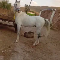 اسب