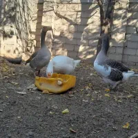 یک عدد قو غاز و دو عدد غاز ماده کاملا طبیعی