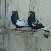 کبوتر سینه ای