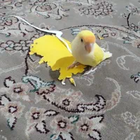 طوطی برزیلی