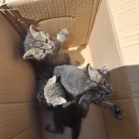 واگذاری رایگان بچه گربه