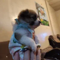 توله پامر کوچولو|سگ|محمدشهر, جعفرآباد|دیوار