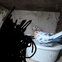 کبوتر تضمینی