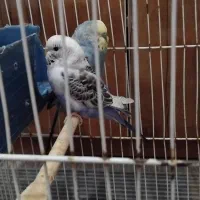 مرغ عشق و عروس هلندی نر