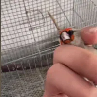 سهره کرمانی مست|پرنده|بجنورد, |دیوار