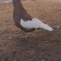 نر شتری سرخ