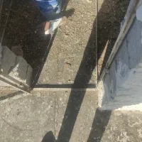 دو عدد کبوتر یهودی