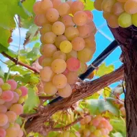 گیاه زینتی غیر زینتی