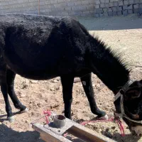 خر جوان|حیوانات مزرعه|مبارکه, |دیوار