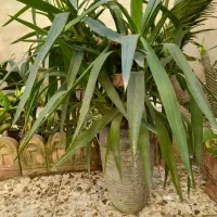 یوکا تنه دار.