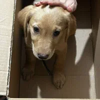 واگذاری گلدن|سگ|کرمان, |دیوار