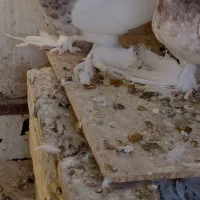 فروش کبوتر|پرنده|کوخرد هرنگ, |دیوار