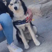 سگ هاسکی نر