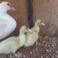 جوجه ارد‌ک اسرائیلی