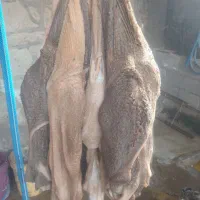 جگر و کله پاچه وچرب روده تازه