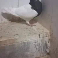 طوقی ماده واکسی|پرنده|دره شهر, |دیوار