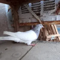 کبوتر کله و دم سفید