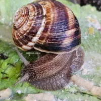 خاک کوکوپیت با کیفیت