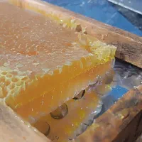 انواع عسل از سیصد تا یک میلیون تومان