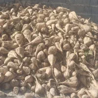 فروش چقندر