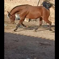 اسب مادیان روسی شش دانگ کامل یورقه آبستن