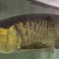 اروانا هایبک مانستر ماهی|ماهی|تهران, آشتیانی|دیوار