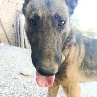 سگ خارجی|سگ|بلداجی, |دیوار